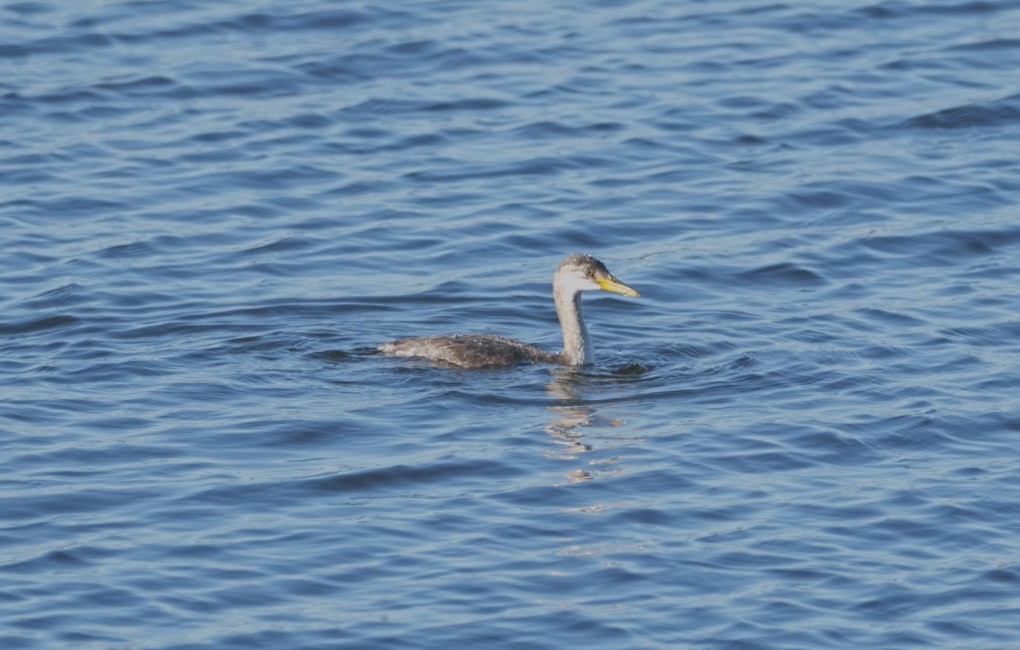 Red-necked Grebe - ML275652161