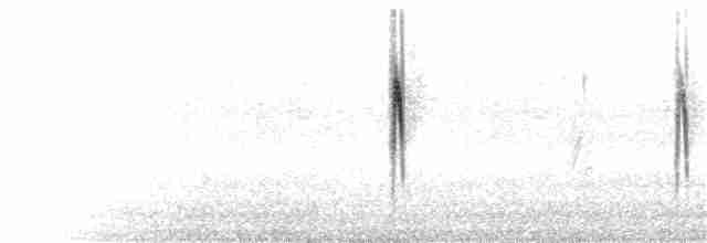White Wagtail (ocularis) - ML275654641