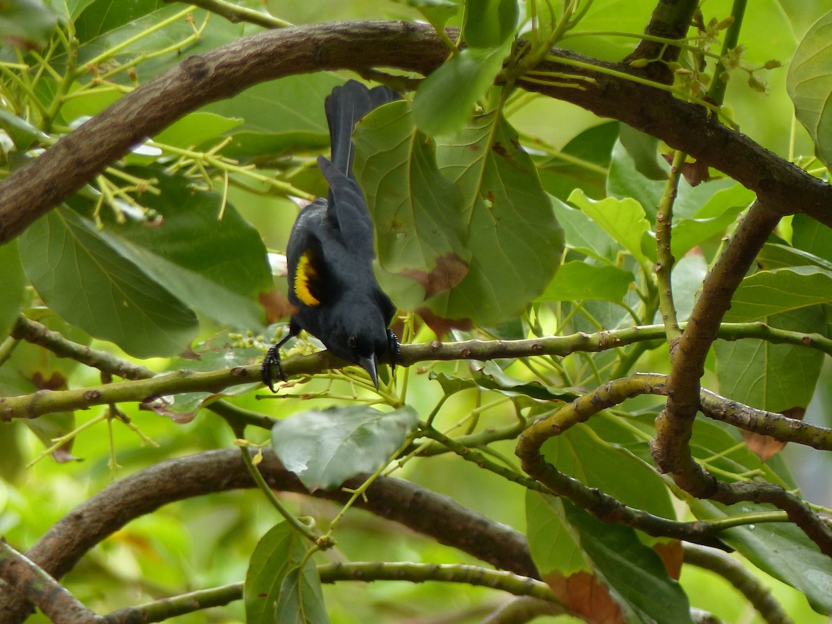 Yellow-shouldered Blackbird - ML27565471