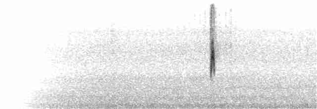 Белая трясогузка (ocularis) - ML275655131