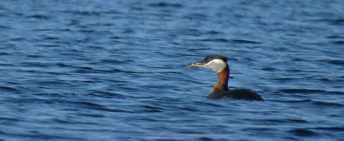 Red-necked Grebe - Amy Lawes