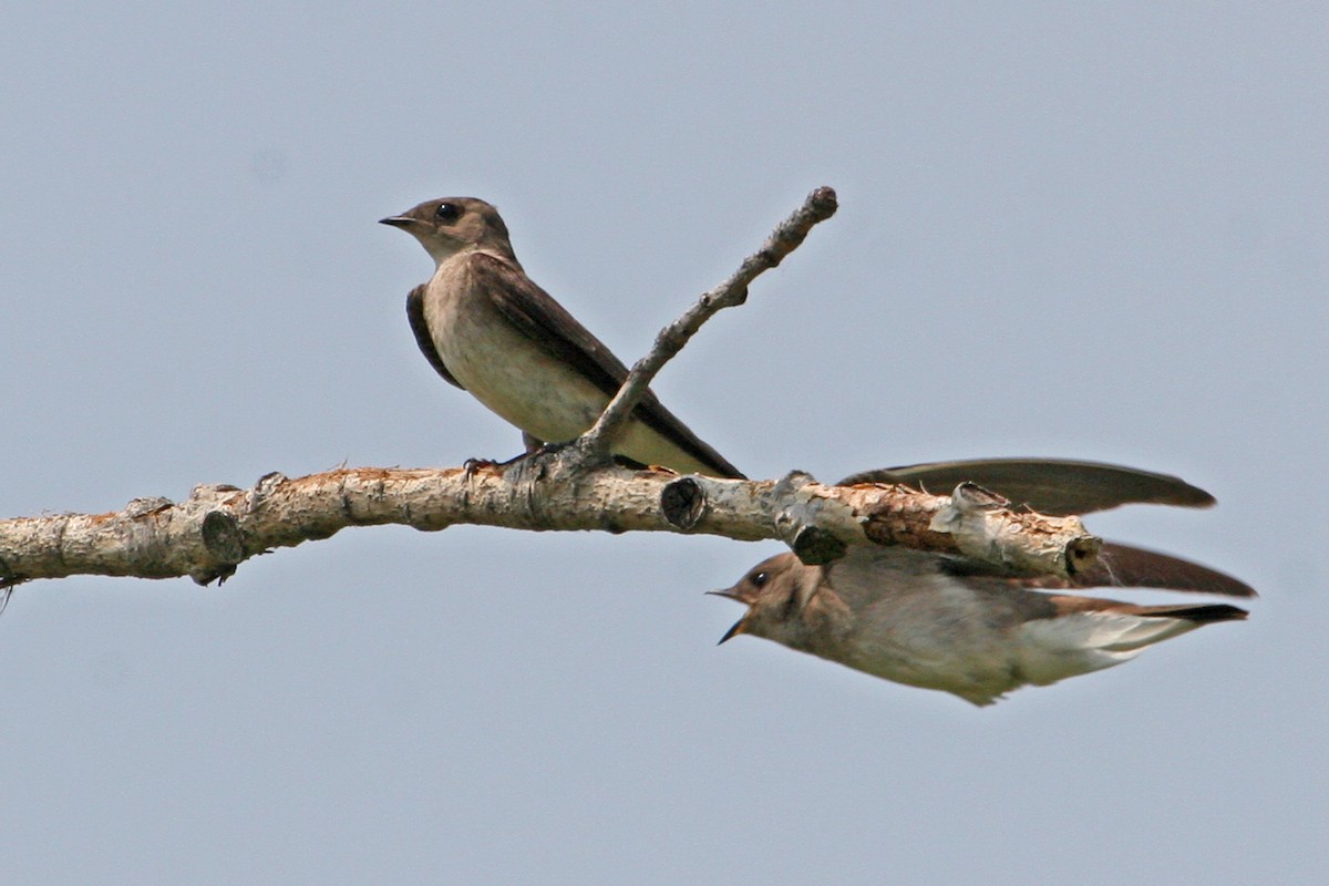 Northern Rough-winged Swallow - Clint Murray