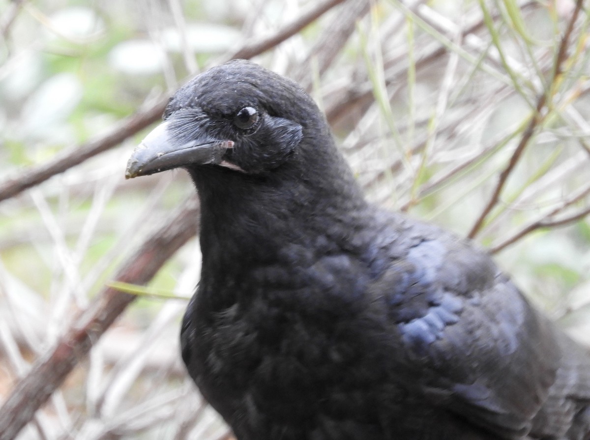 Australian Raven - ML275660181