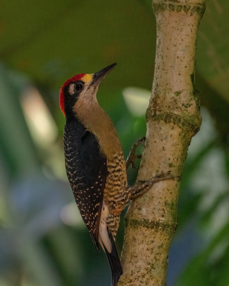 Black-cheeked Woodpecker - Marcos Alvagar