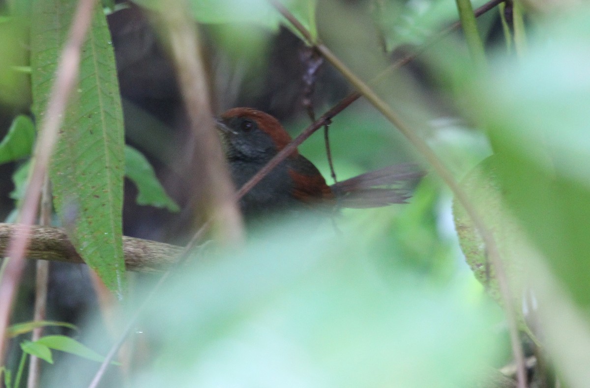 McConnell's Spinetail - ML27566791