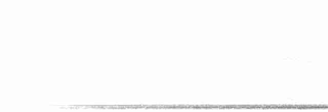 Cucal Cejiblanco (burchellii/fasciipygialis) - ML275668
