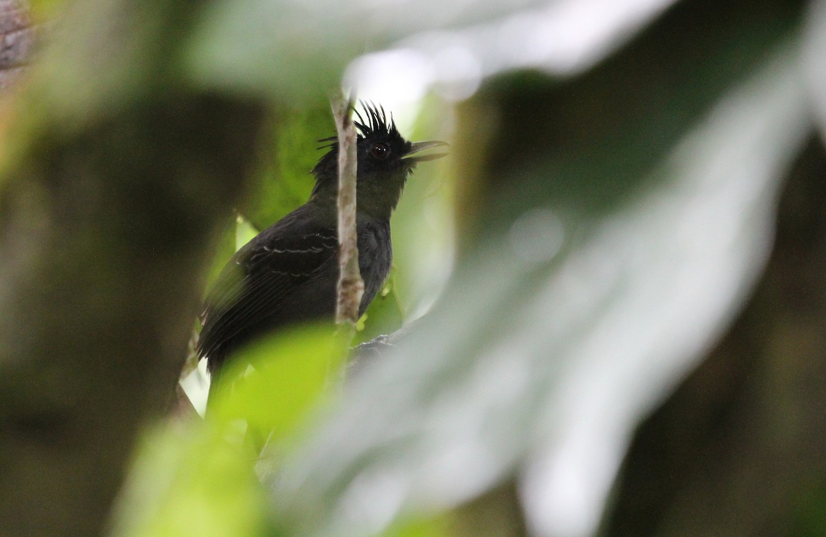 Black-headed Antbird - ML27566921