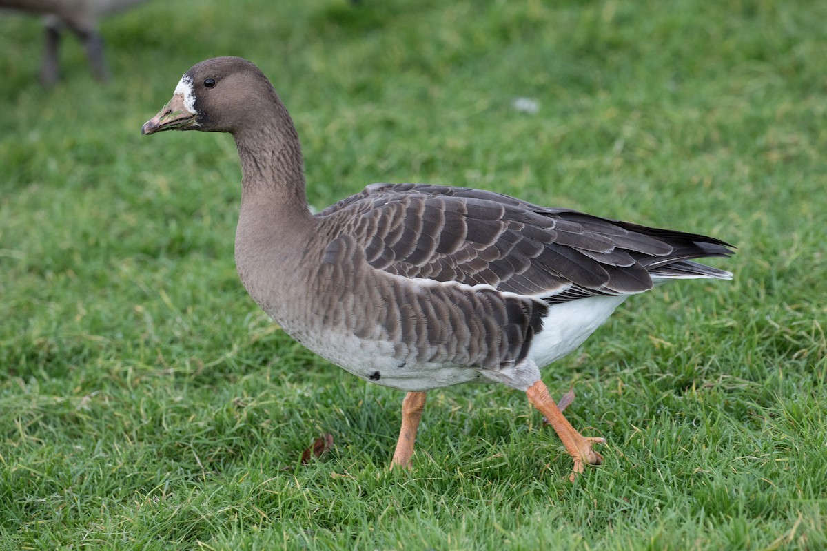 Greater White-fronted Goose - ML275669271