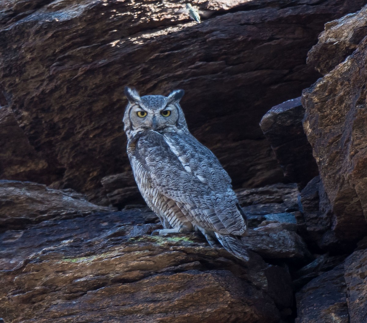 Great Horned Owl - ML27567261