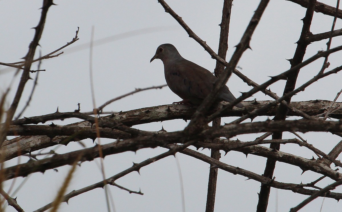 Plain-breasted Ground Dove - ML27567751
