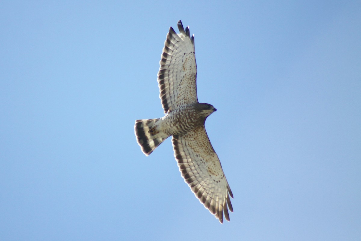 Broad-winged Hawk - Zac Cota
