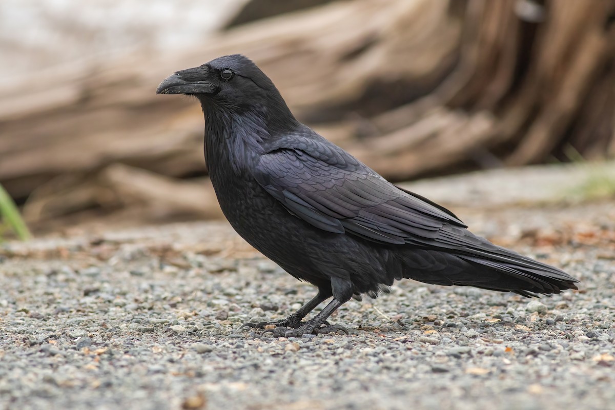 Common Raven - Joachim Bertrands