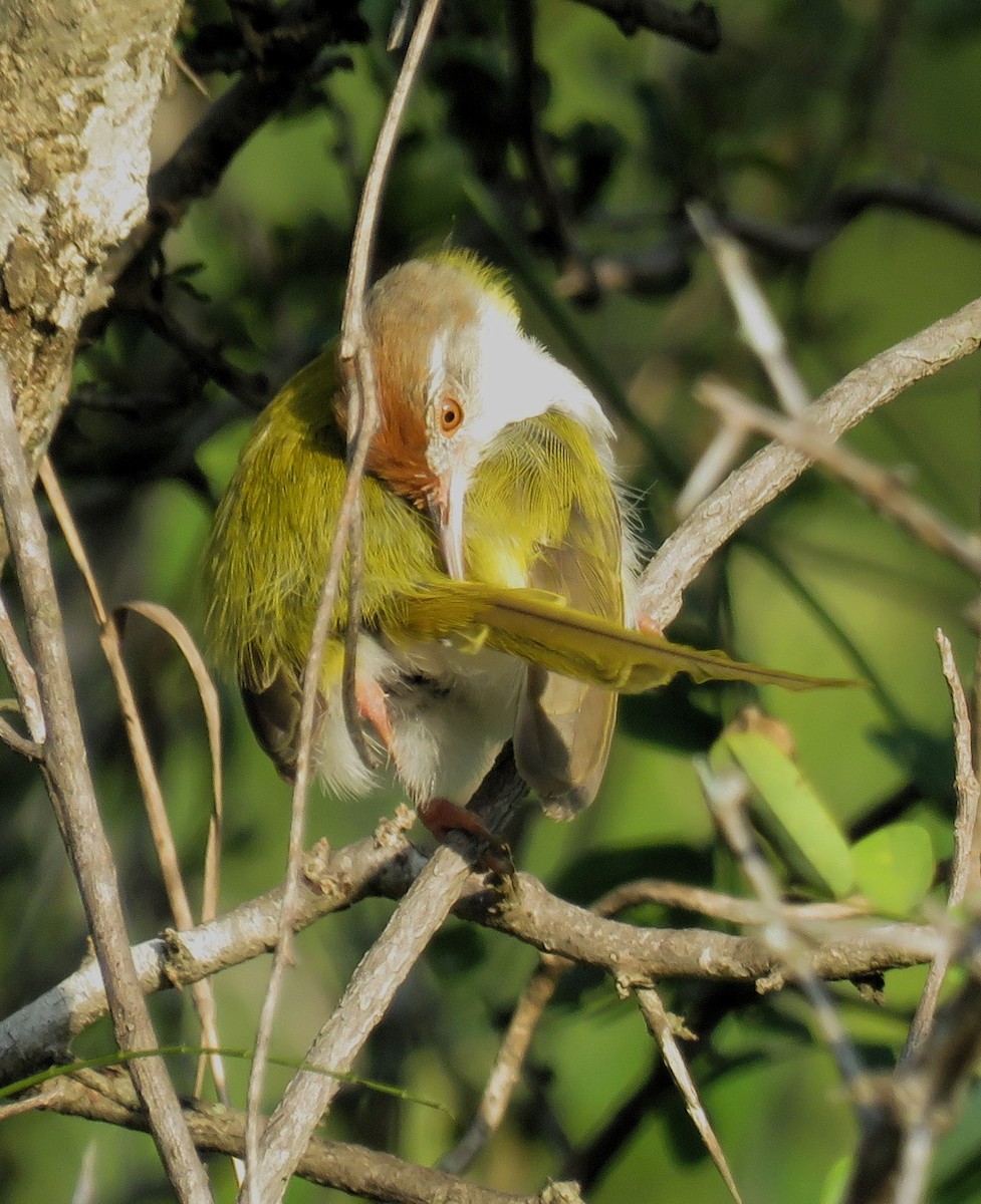 Common Tailorbird - Santharam V
