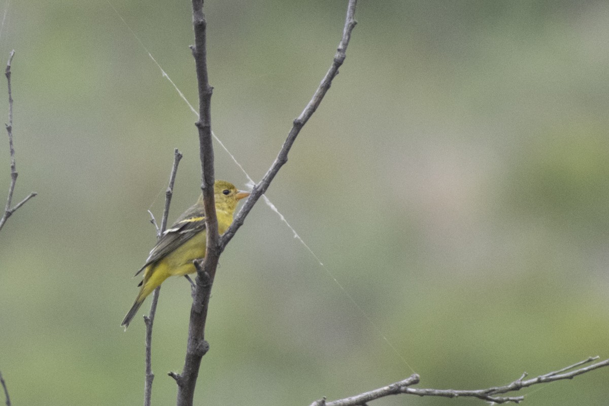 Western Tanager - ML275689531