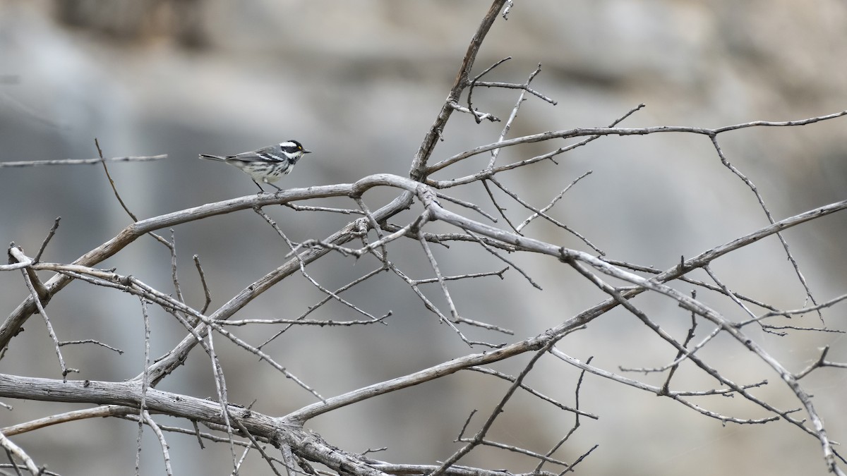 Black-throated Gray Warbler - ML275689681