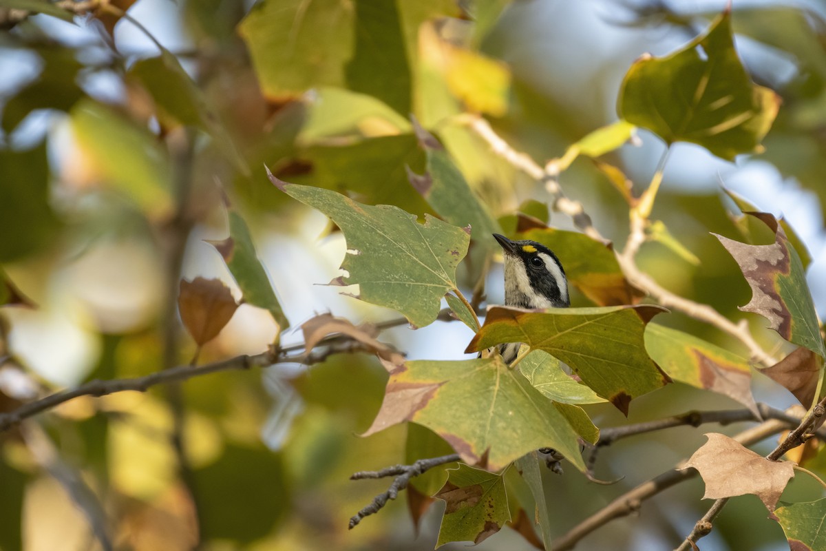 Black-throated Gray Warbler - ML275689781