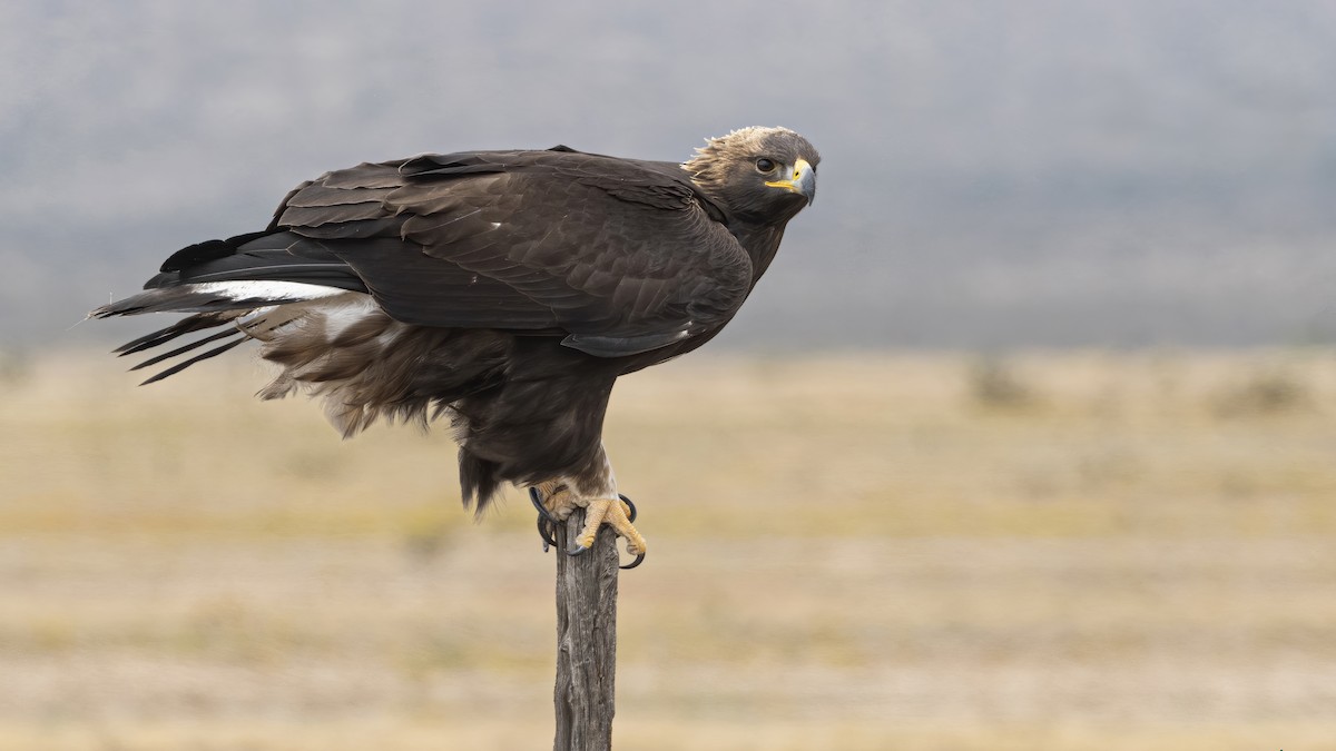 Golden Eagle - Bryan Calk