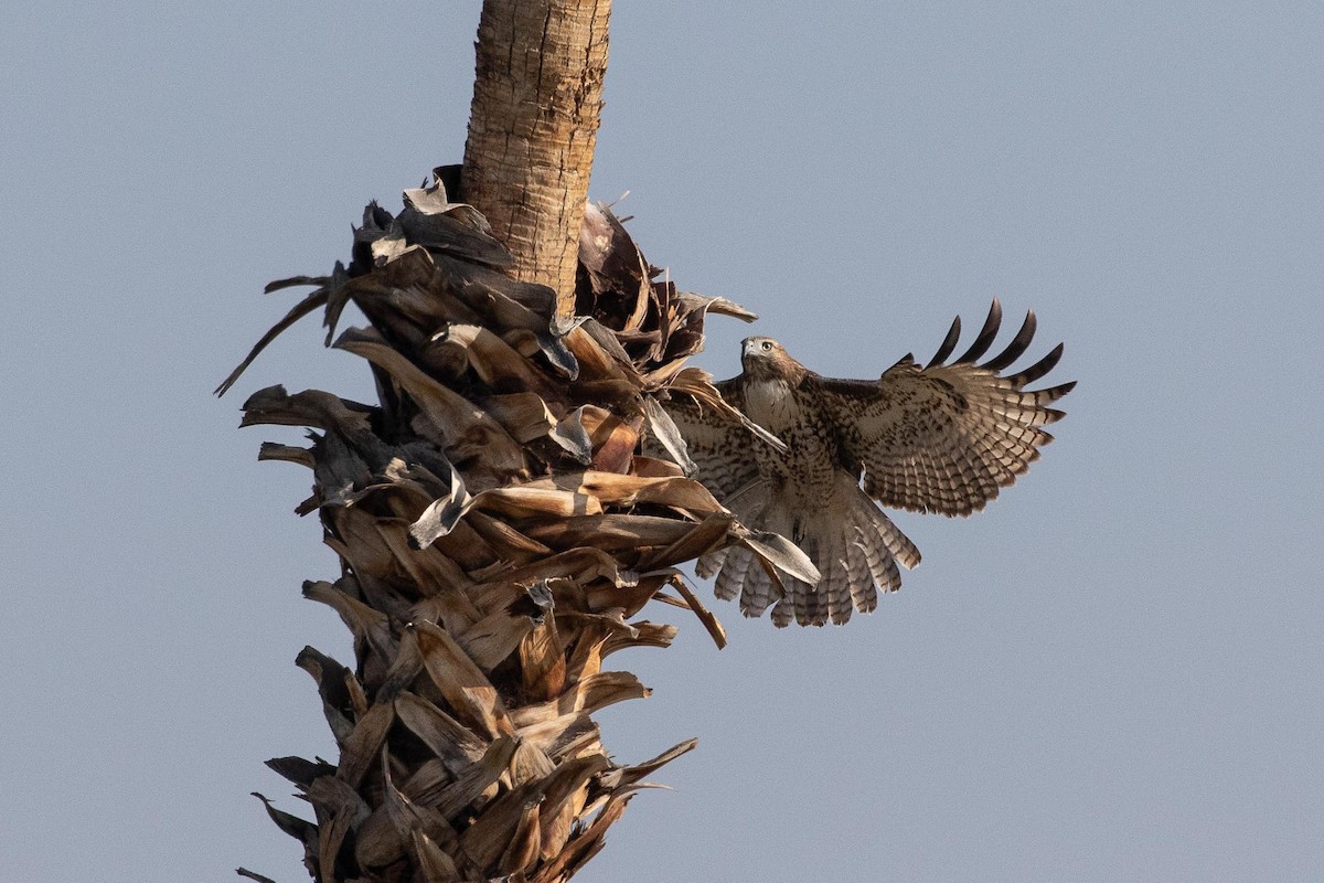 Red-tailed Hawk - Eric VanderWerf