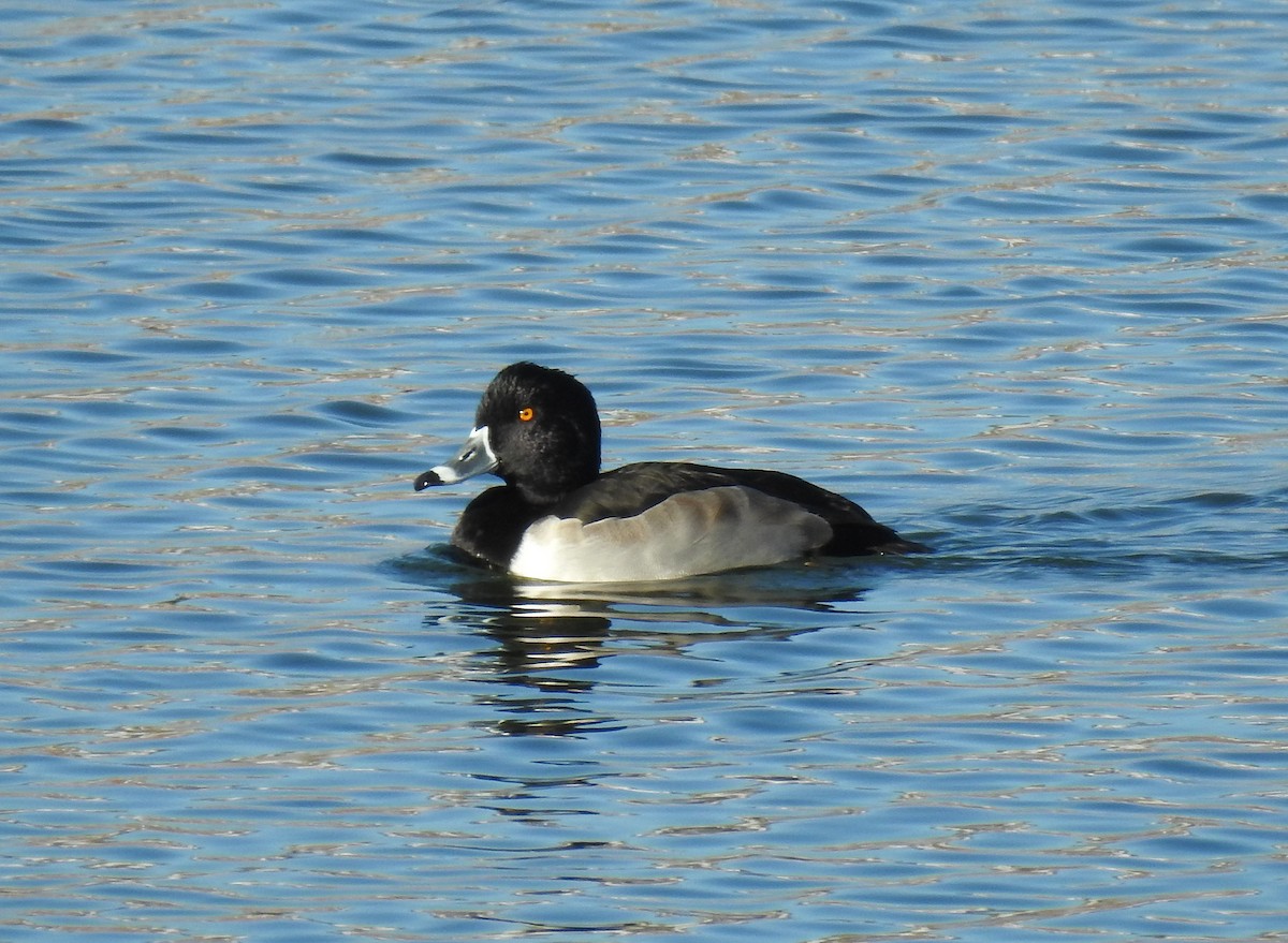 Ring-necked Duck - ML275692811