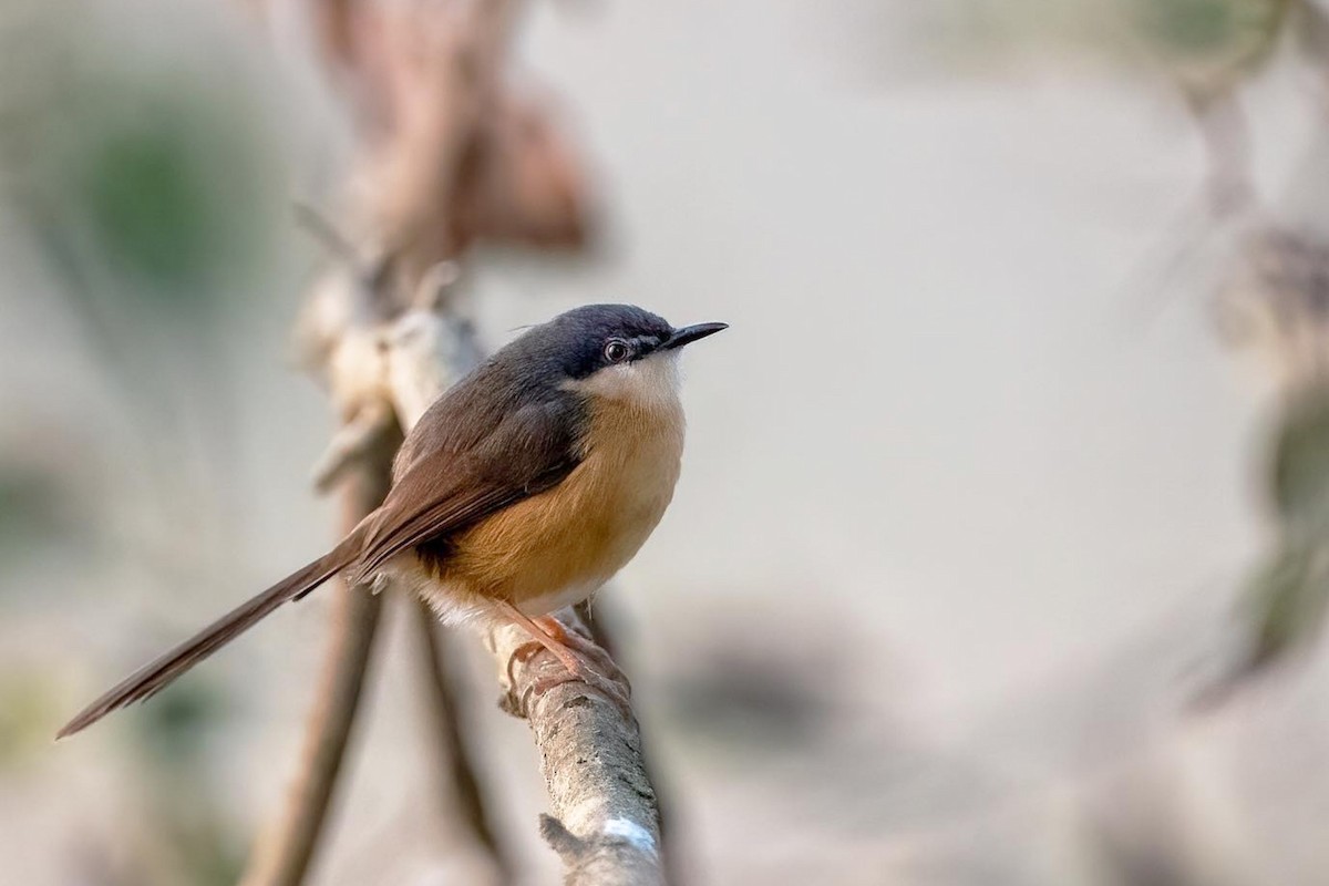 Ashy Prinia - Nepal Important  Bird Records