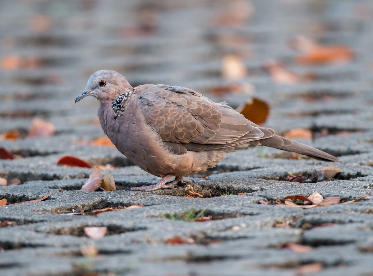 Spotted Dove - ML275703021