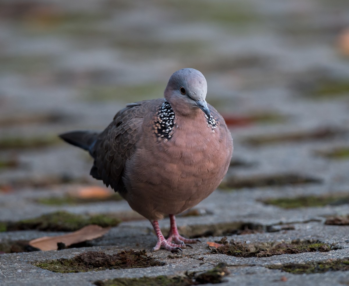 Spotted Dove - ML275703031