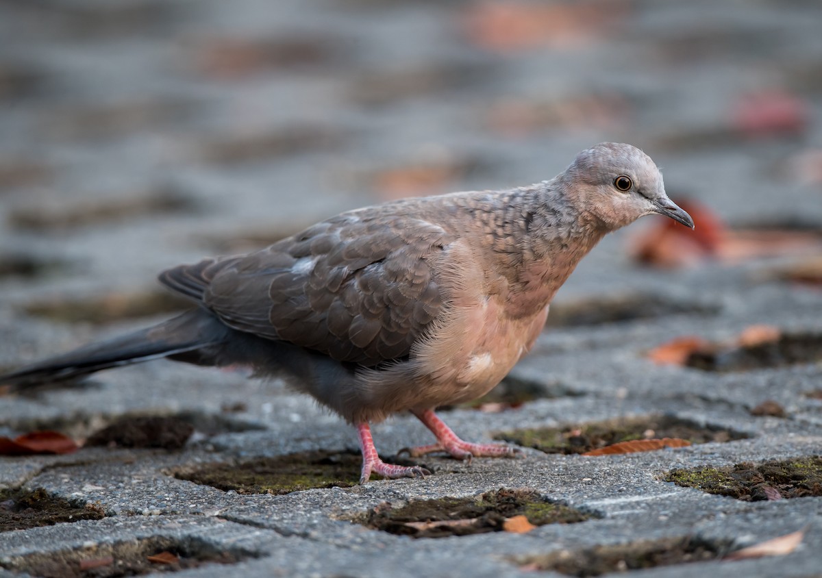 Spotted Dove - ML275703051