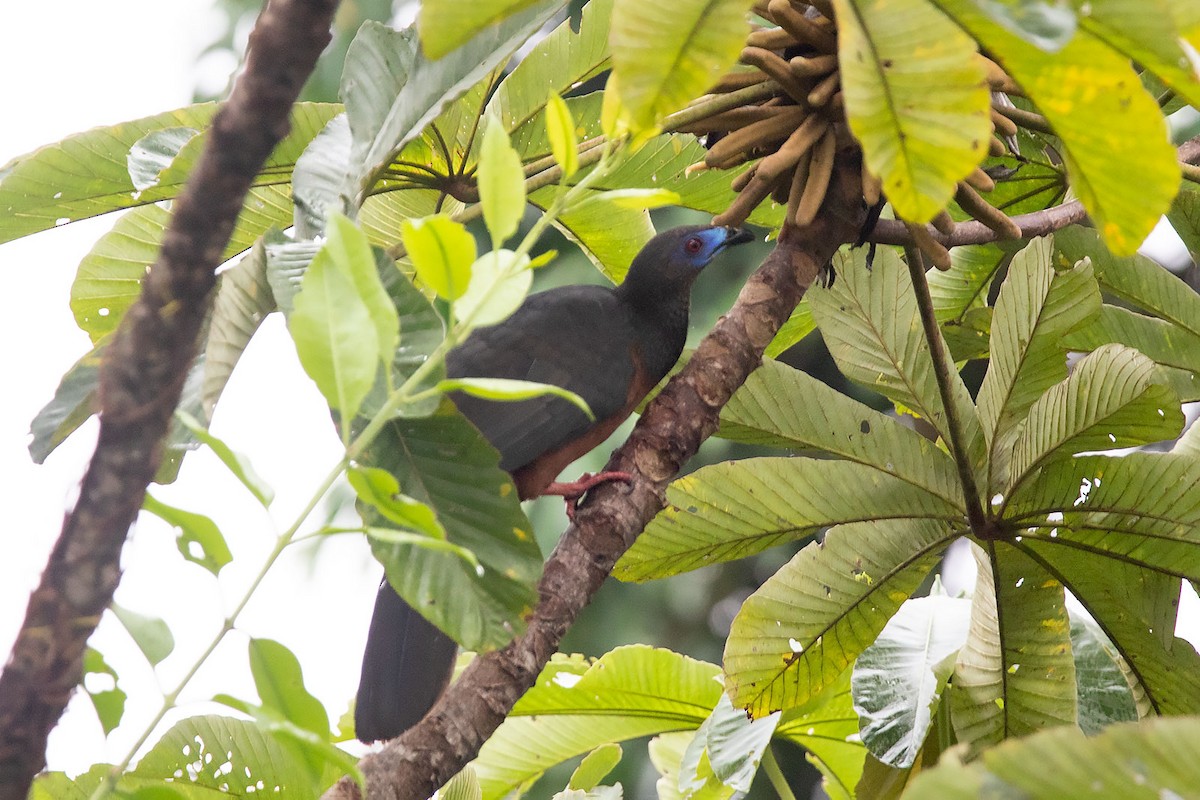 Sickle-winged Guan - ML275706391