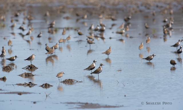 American Golden-Plover habitat in migration;&nbsp;Ohio, United States - American Golden-Plover - 