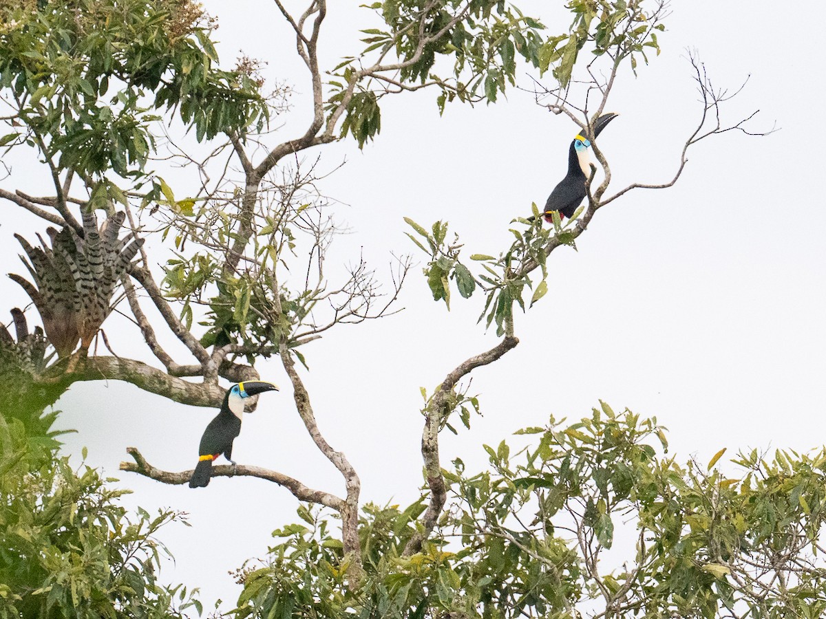White-throated Toucan - Chris Fischer