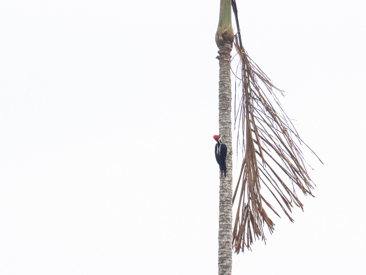 Crimson-crested Woodpecker - ML275716201