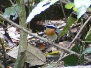  - Tanimbar Flycatcher