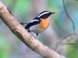  - Tanimbar Flycatcher