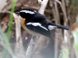  - Tanimbar Flycatcher
