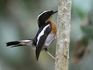  - Tanimbar Flycatcher