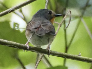  - Rufous-throated Flycatcher