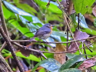  - Rufous-throated Flycatcher
