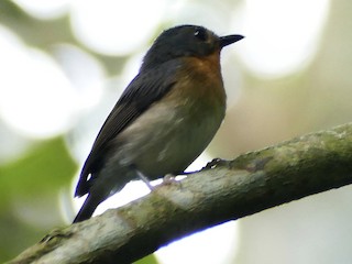  - Rufous-throated Flycatcher