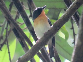  - Rufous-throated Flycatcher