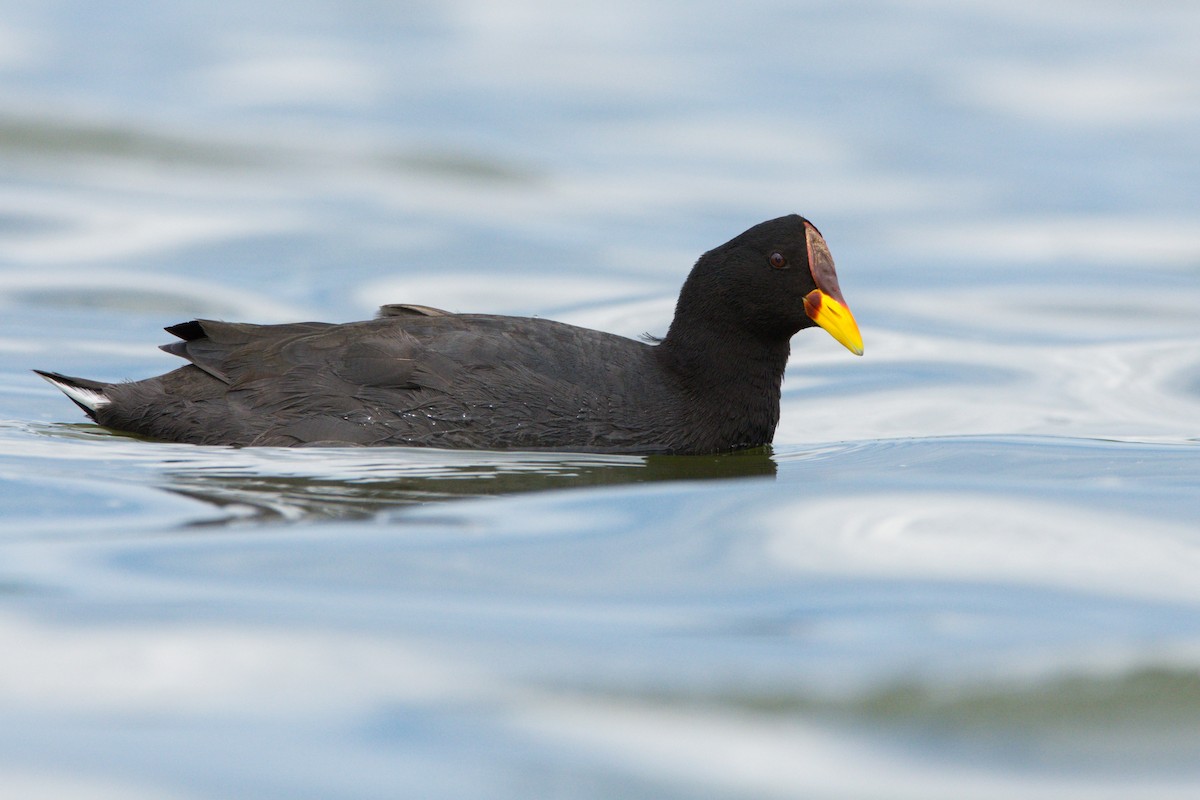 Red-fronted Coot - ML275719711