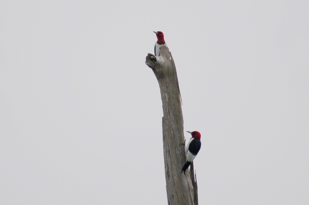Red-headed Woodpecker - Bruce Mast
