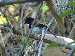  - Black-banded Flycatcher