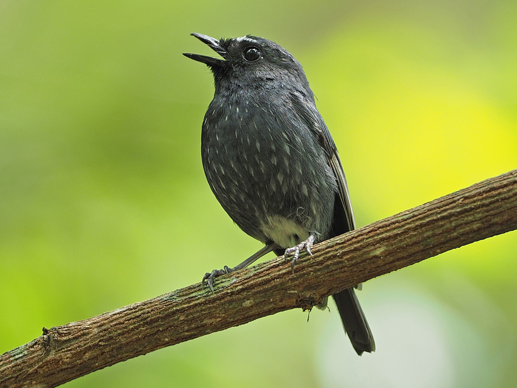 damar-hitam-in-english-daxtarorocha