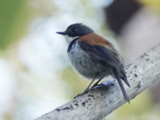  - Black-banded Flycatcher