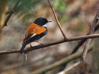  - Black-banded Flycatcher