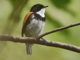  - Black-banded Flycatcher
