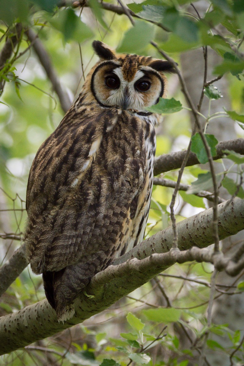 Striped Owl - ML275721641