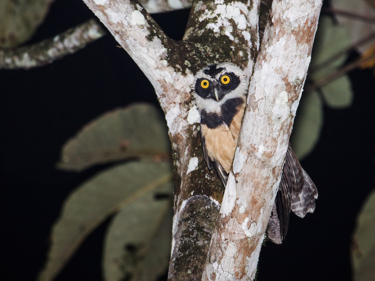 Spectacled Owl - Nick Athanas