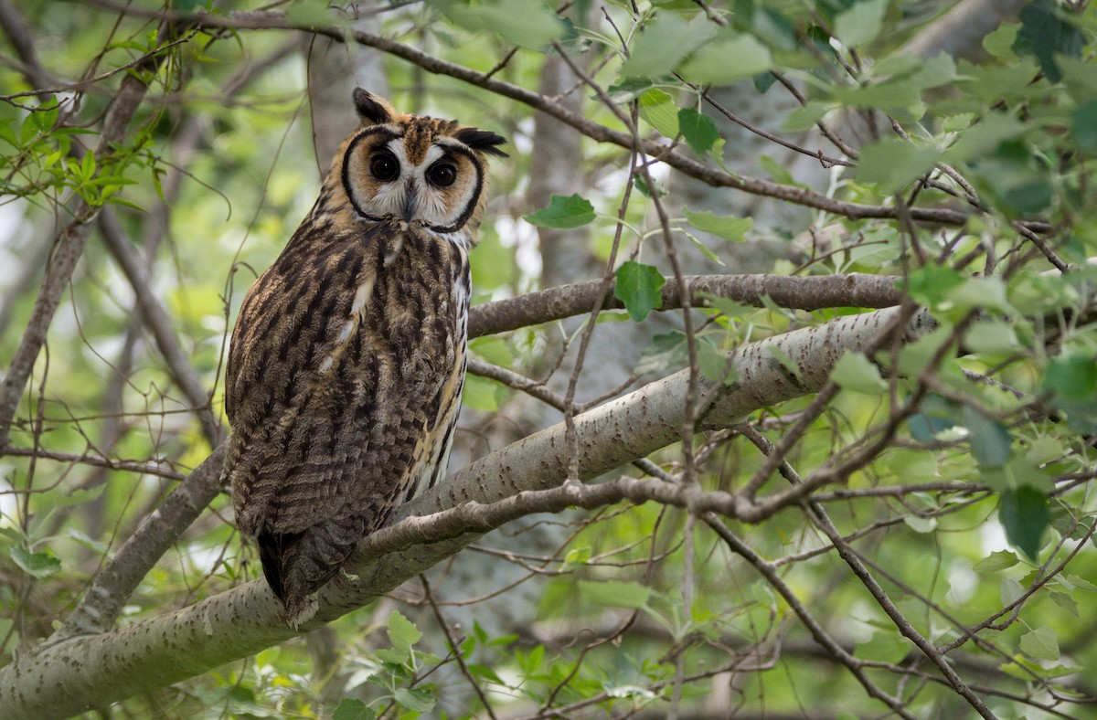 Striped Owl - ML275721831