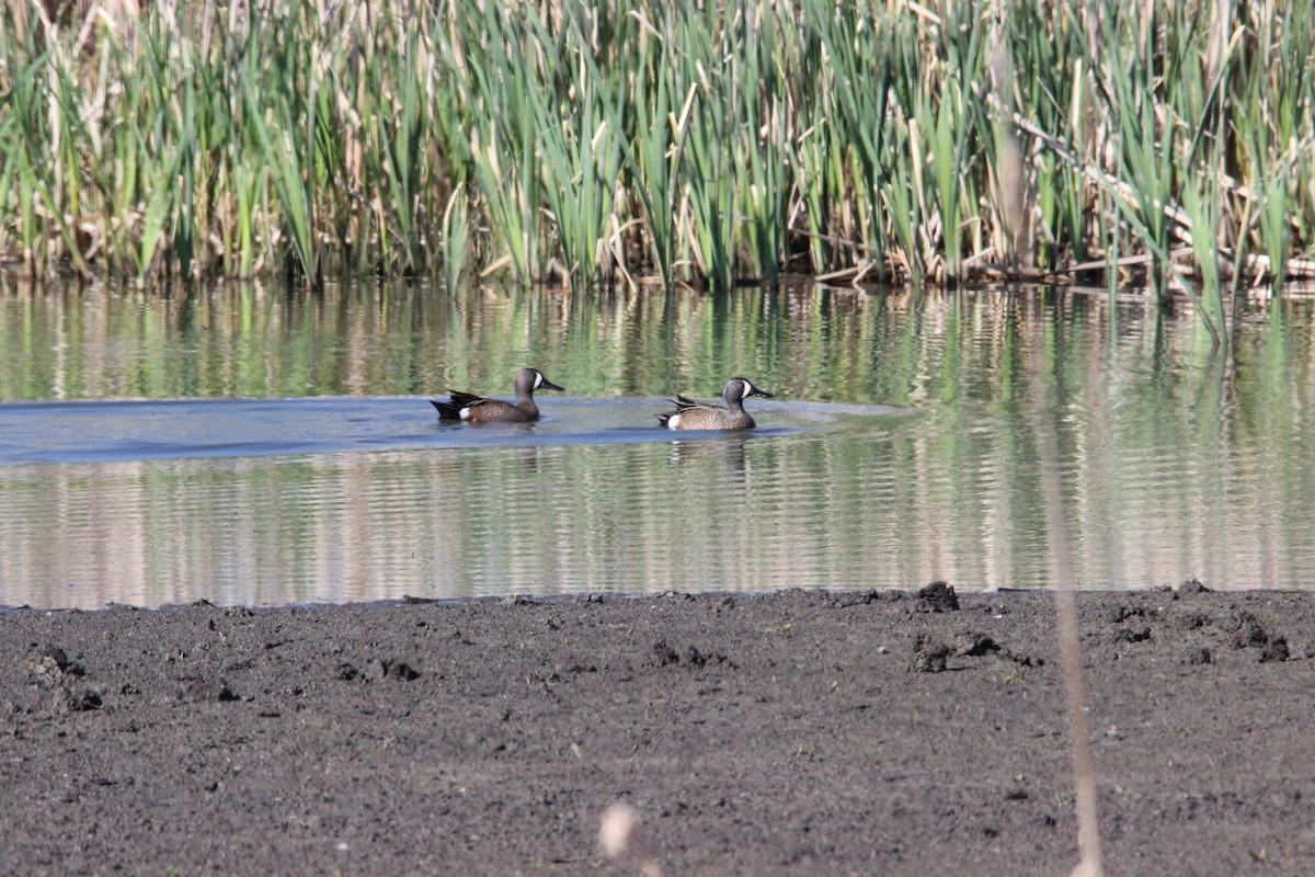 Blue-winged Teal - ML27572291